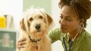 Hunde k&ouml;nnen tats&auml;chlich etwas &Auml;hnliches wie einen Herzinfarkt erleiden. Dennoch unterscheidet sich der tierische Herzinfarkt von dem eines Menschen.