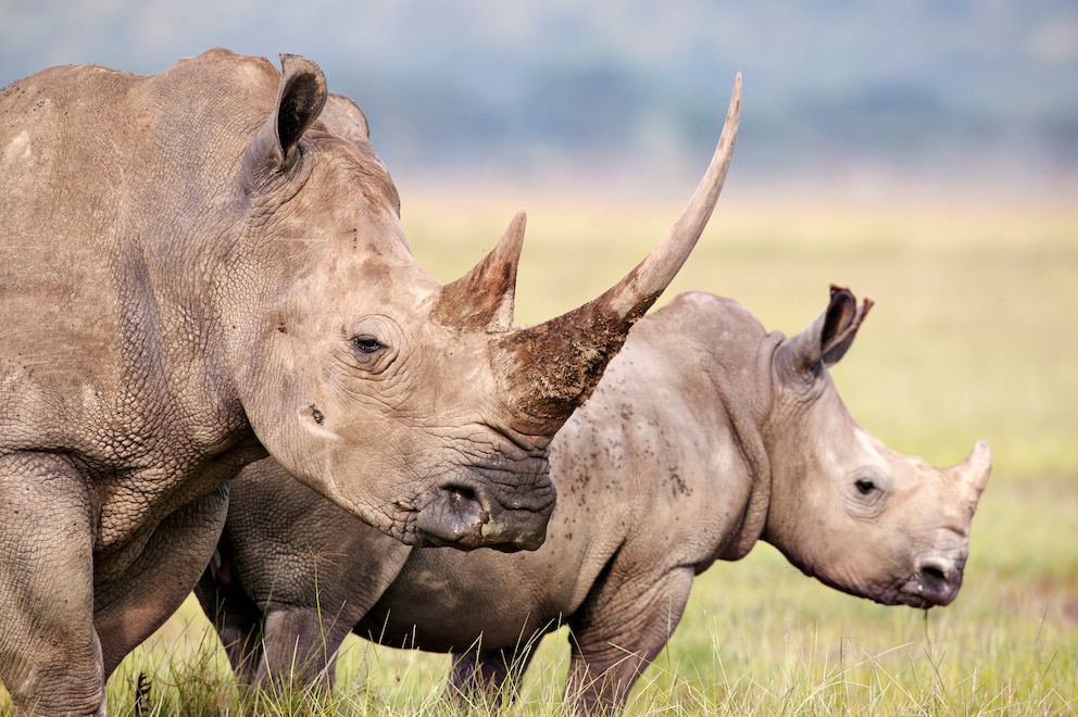 Ein weibliches Breitmaulnashorn mit einem sehr langen Horn und ihr Kalb, in Kenia