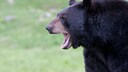 Ein Schwarzbär brüllt