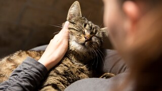 Frau kuschelt mit ihrer Katze auf dem Schoß