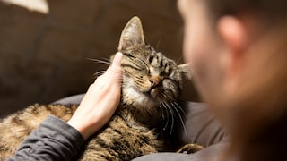 Frau kuschelt mit ihrer Katze auf dem Schoß