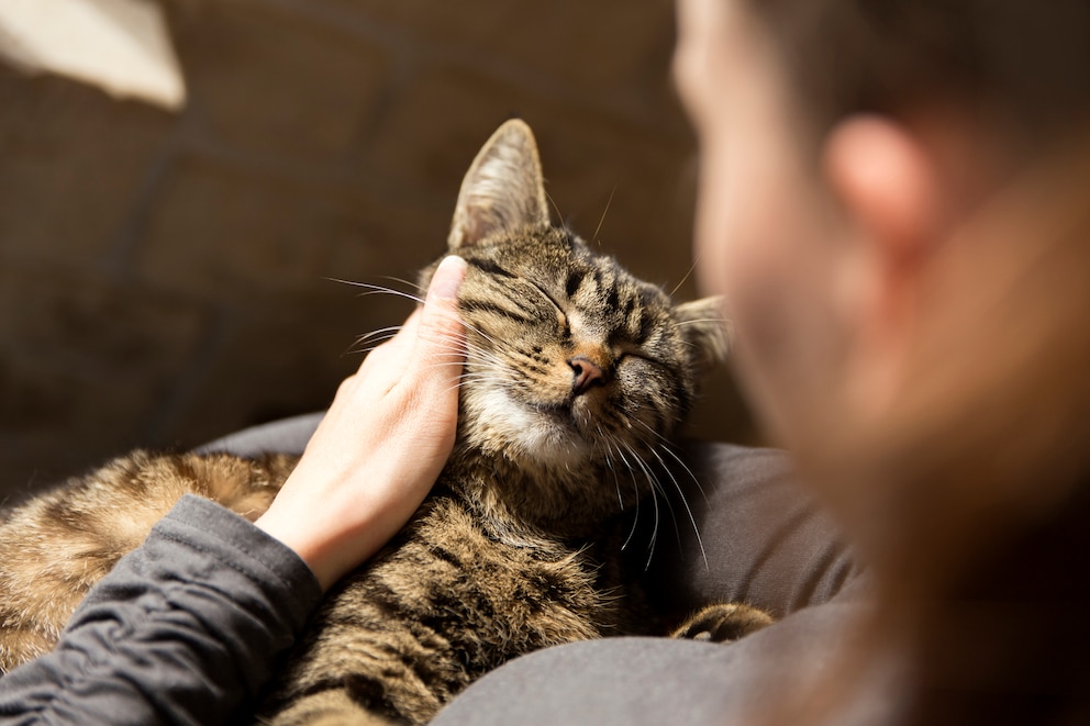 Frau kuschelt mit ihrer Katze auf dem Scho&szlig;