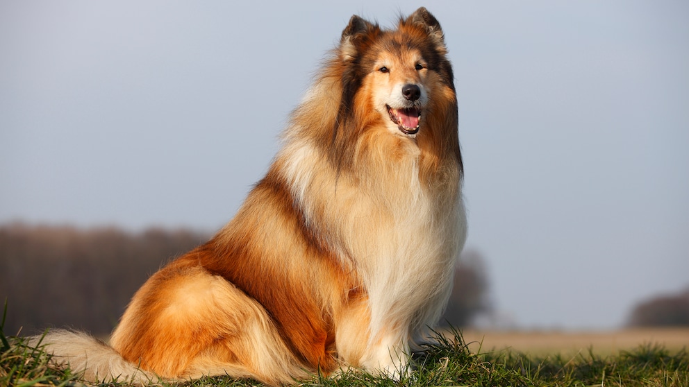 Porträt eines Langhaarcollies auf einer Wiese