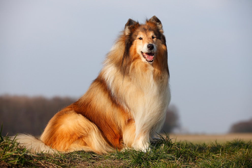 Porträt eines Langhaarcollies auf einer Wiese
