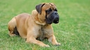 Ein Englischer Mastiff liegt auf der Wiese
