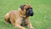 Ein Englischer Mastiff liegt auf der Wiese