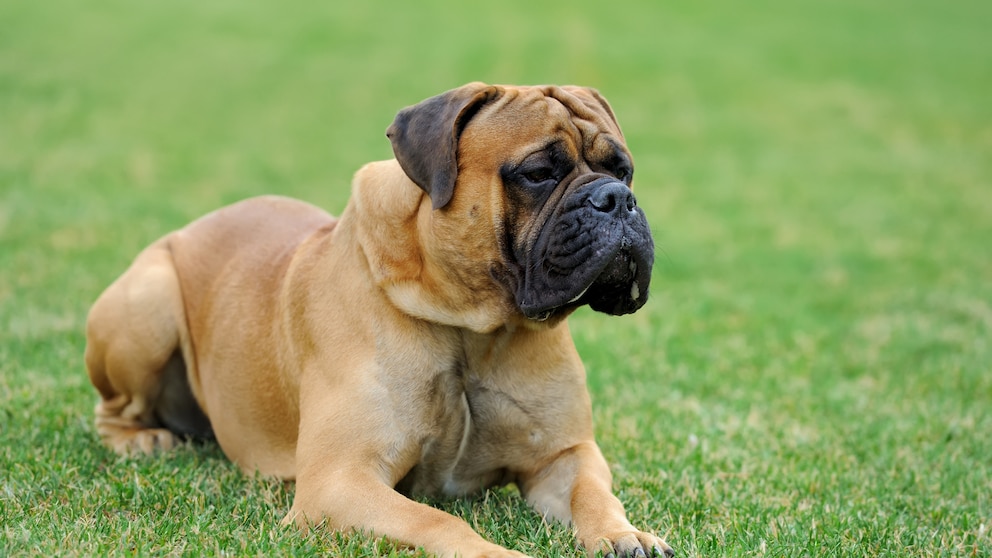 Ein Englischer Mastiff liegt auf der Wiese