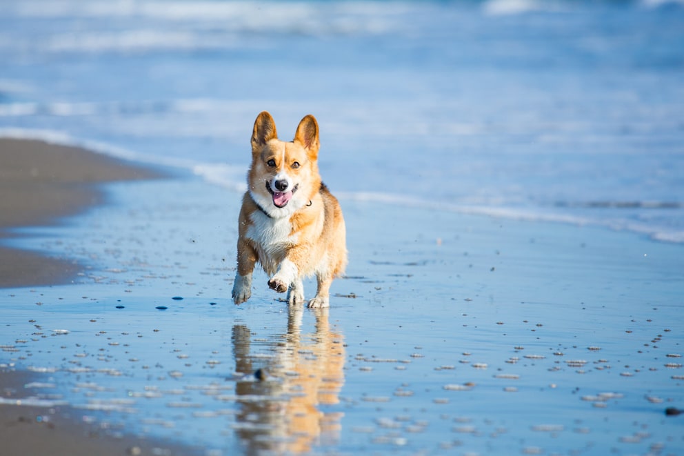 Ist Strandsand gefährlich für Hunde?