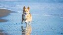 Im Urlaub am Meer kann sich der Hund so richtig austoben