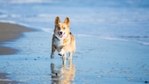 Im Urlaub am Meer kann sich der Hund so richtig austoben