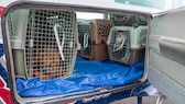 Hunde in Transportboxen im Ladebereich des Flugzeugs