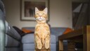 Orangefarbene Katze, die sich wie ein Erdmänchen aufstellt
