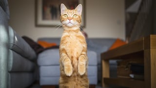 Orangefarbene Katze, die sich wie ein Erdmänchen aufstellt