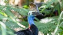Ein Kasuar durchquert seinen natürlichen Lebensraum, den Regenwald von Neuguinea