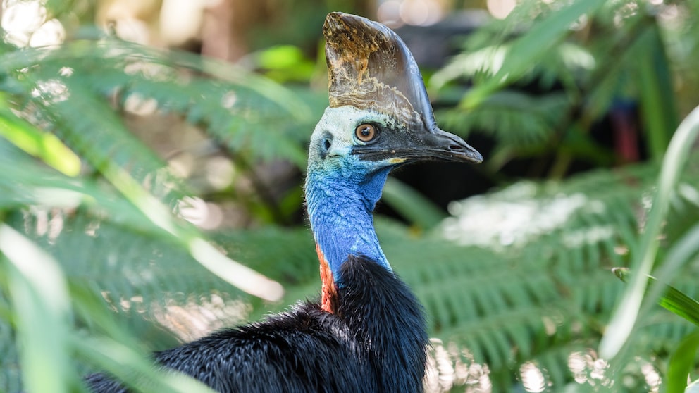 Ein Kasuar durchquert seinen natürlichen Lebensraum, den Regenwald von Neuguinea