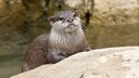 Seit dem 1. August dürfen in einigen Teilen Bayerns Fischotter geschossen werden. Eine Petition hat bereits mehr als 60.000 Stimmen dagegen sammeln können.