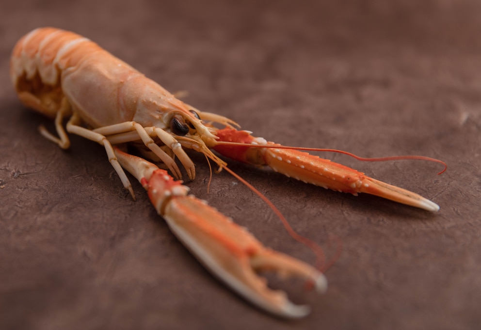 Kaisergranat, Nephrops norvegicus, im gekochten Zustand