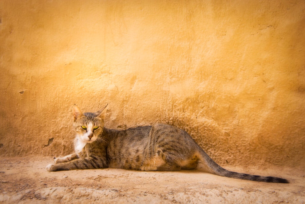 Arabische Mau Charakter, Aussehen, Haltung PETBOOK