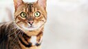 Katze schaut direkt in die Kamera