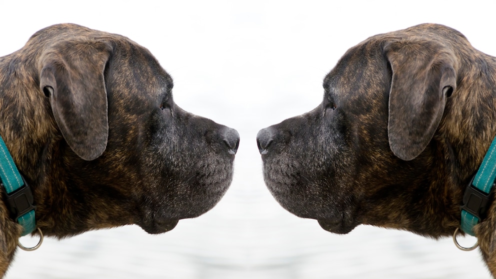 Das doppelte Hundchen. Wenn Halter sich dazu entscheiden, ihren Hund zu klonen, müssen sie mit hohen Kosten und unvorhersehbaren Überraschungen rechnen.