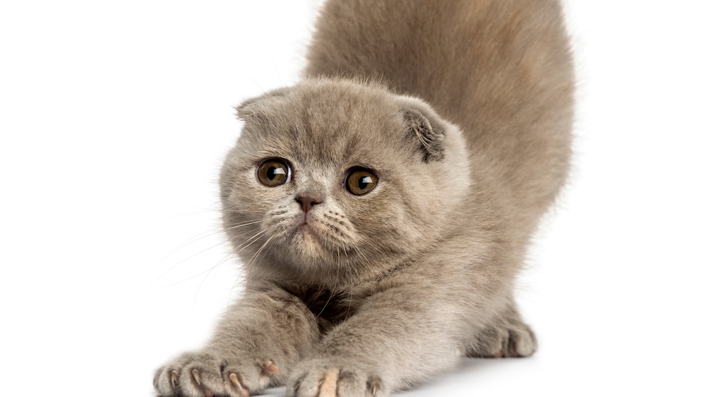 Ein Foldex-Kitten streckt sich vor einem komplett weißen Hintergrund.