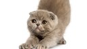 Ein Foldex-Kitten streckt sich vor einem komplett weißen Hintergrund.