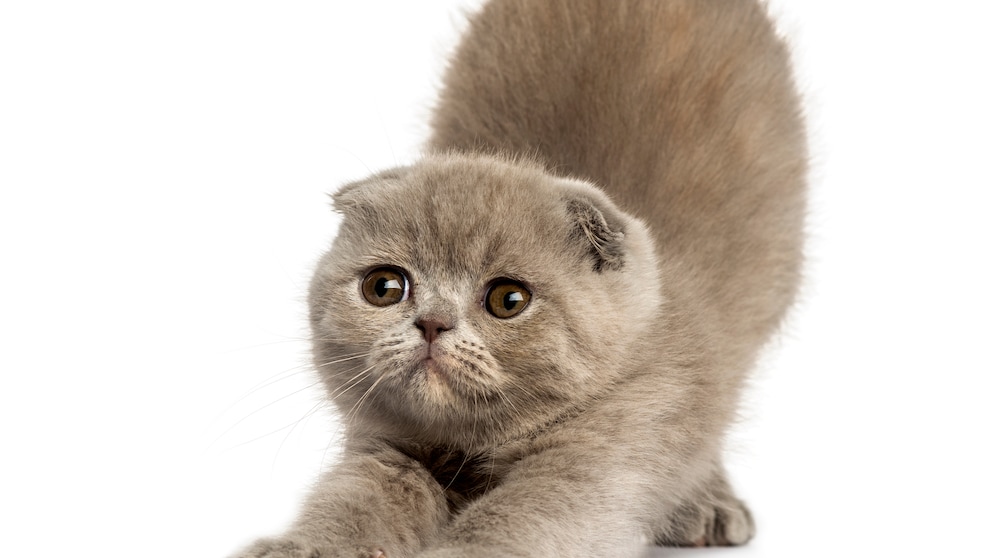 Ein Foldex-Kitten streckt sich vor einem komplett weißen Hintergrund.