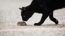 Katzen sind Mäusejäger, Katzenfutter mit Maus ist dagegen eine Rarität