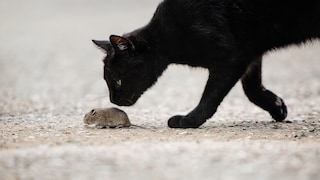 Katzen sind Mäusejäger, Katzenfutter mit Maus ist dagegen eine Rarität