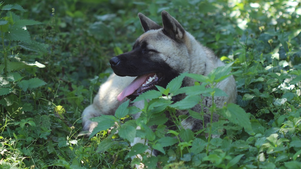 Hund sitzt in einem Gebüsch mit Brennnesseln im Vordergrund