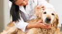 Ein Blutohr kann bei Ihrem Hund aufgrund verschiedener Ursachen entstehen – am sichersten ist es, wenn Sie Ihr Tier tierärztlich behandeln lassen