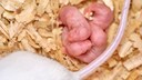 Nahaufnahme von Mäusejungen im Nest