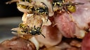 Deutsche Wespen (Vespula germanica), die sich über gebratenen Speck hermachen