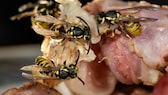 Deutsche Wespen (Vespula germanica), die sich über gebratenen Speck hermachen