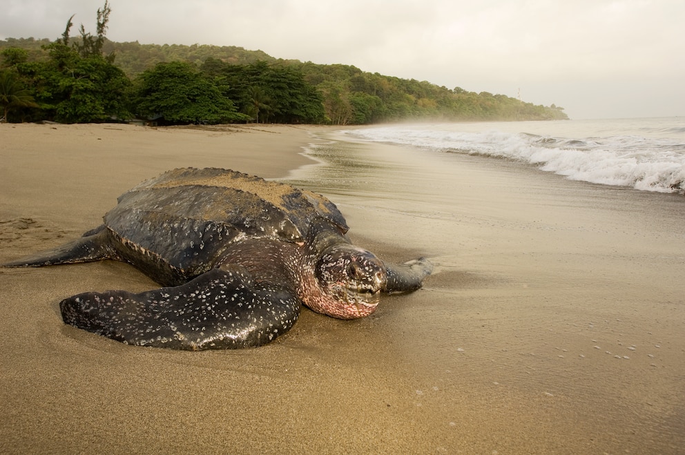 Eine Lederschildkröte, die nach der Eiablage in den Ozean zurückkehrt. Deutlich zu erkennen sind die typischen, auf dem Rücken verlaufenden Längskielen