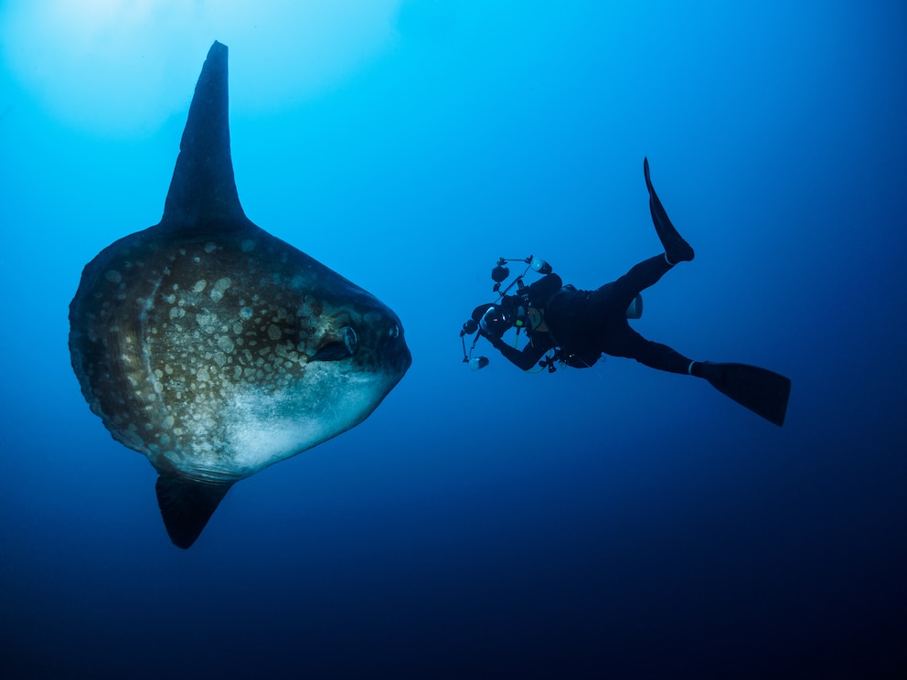 Neben dem stattlichen Mondfisch, einem der schwersten Tiere der Welt, wirkt ein Taucher klein