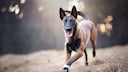 Malinois rennend auf einem Feld