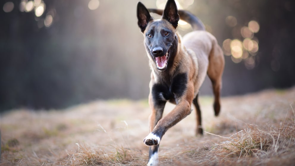 Malinois rennend auf einem Feld