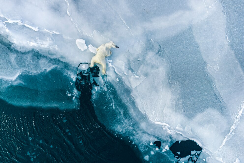 Ein Eisbär schafft es nicht, auf eine brüchige Eisscholle zu klettern