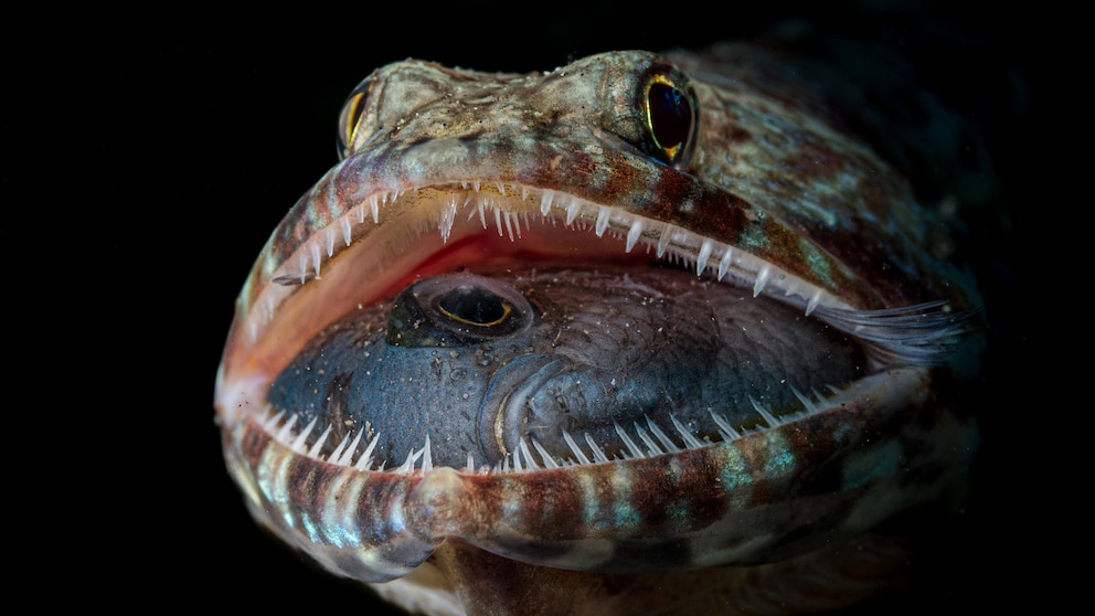 Eidechsenfisch zeigt viel zu große Beute im offenen Maul
