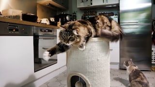 Katze auf einer Kratztonne in der Küche