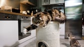 Katze auf einer Kratztonne in der Küche