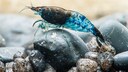 Eine Rili Blue Zwerggarnele sitzt auf einem Stein im Aquarium
