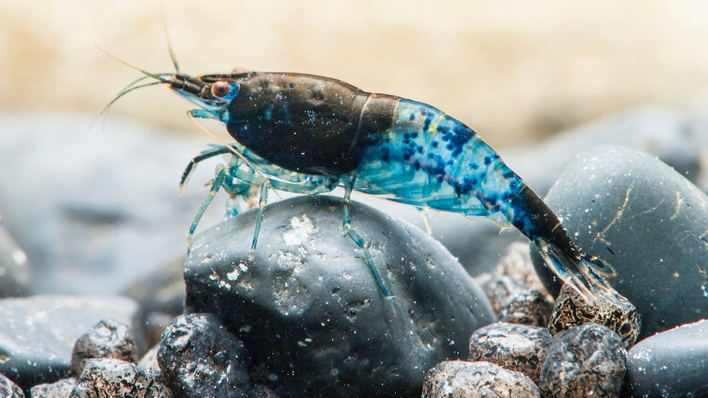 Eine Rili Blue Zwerggarnele sitzt auf einem Stein im Aquarium