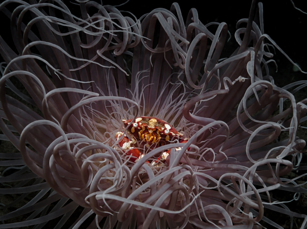 Eine Krabbe sitzt in einer Anemone, mit der sie in Symbiose lebt