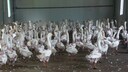 Trotz Verbot kommt es noch immer h&auml;ufig vor, dass G&auml;nse und Enten bei vollem Bewusstsein gerupft werden. Dieses Bild zeigt G&auml;nse auf einer chinesischen Farm.