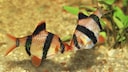 Zwei Sumatrabarben schwimmen auf einander zu