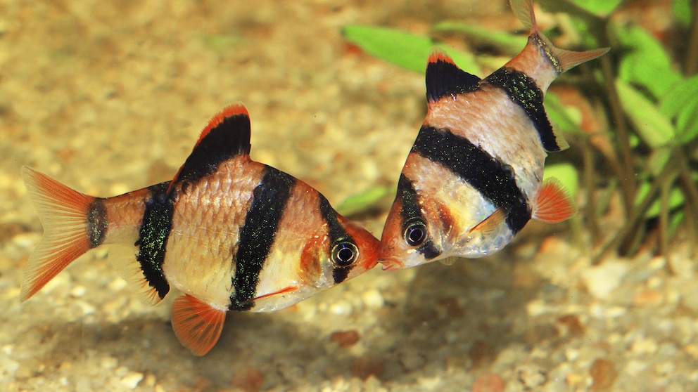 Zwei Sumatrabarben schwimmen auf einander zu