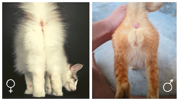 Katze Oder Kater Geschlecht Erkennen Bilder So bestimmen Sie das Geschlecht von Katzen - PETBOOK