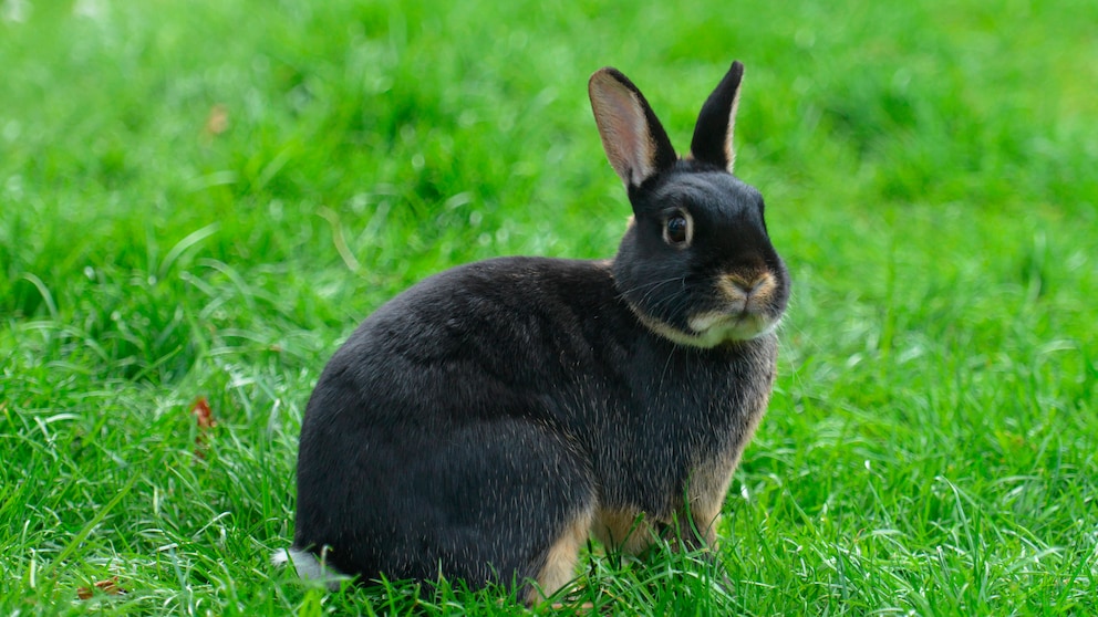 Ein Lohkaninchen sitzt auf der Wiese